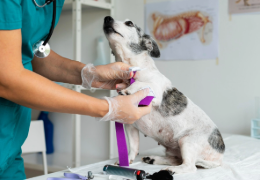 EL SÍNDROME DE ADDISON EN LOS PERROS