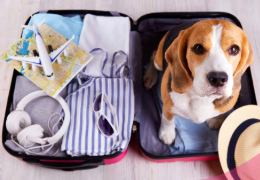 VIAJAR CON TU MASCOTA EN ESPAÑA Y EUROPA
