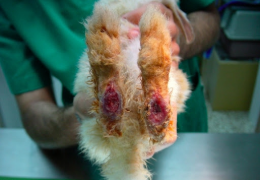 LA PODODERMATITIS EN LAS PEQUEÑAS MASCOTAS