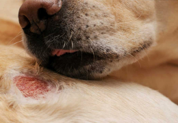 ¿CÓMO DETECTAR LOS SÍNTOMAS DE LA LEISHMANIA?