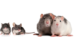 DIFERENCIA ENTRE LA RATA Y EL RATÓN