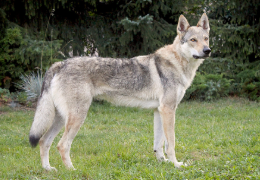 EL PERRO LOBO CHECOSLOVACO