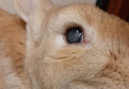 MI CONEJO ES CIEGO
