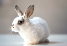 ¿EXISTEN LOS CONEJO TOY, SÚPER TOY, MINI TOY Y MICRO TOY?