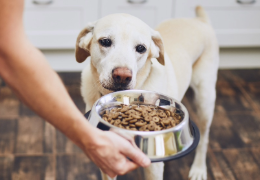 ANOREXIA E HIPOREXIA EN LOS PERROS