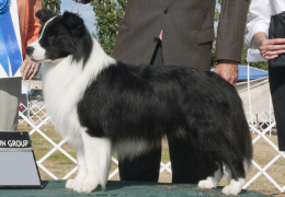 EL BORDER COLLIE