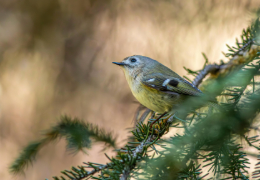 LAS AVES Y EL PELIGRO SILENCIOSO DE LAS CONÍFERAS