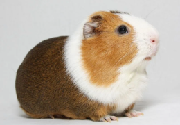 LA COBAYA AMERICANA