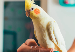 NINFAS, ¿CÓMO SON?