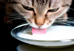 GATOS Y LECHE: ¿MITO O REALIDAD?