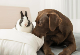 ¿QUÉ ES LA DESENSIBILIZACIÓN DE UN ANIMAL?