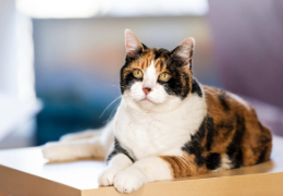 LAS PECULIARIDADES DEL GATO TRICOLOR