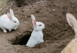 ¿MI CONEJA DEBE CRIAR A SUS CRÍAS EN EL SUELO DE TIERRA?