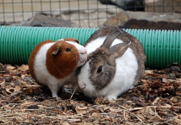 ¿UN CONEJO Y UNA COBAYA PUEDEN VIVIR JUNTOS?