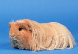 LA COBAYA CORONET