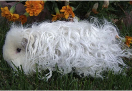 LA COBAYA MERINO