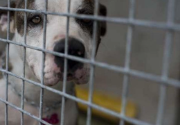 ¿QUÉ ES UN PERRO INADOPTABLE?