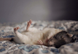 LA AGONÍA EN LAS RATAS