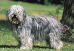 EL PERRO PASTOR POLACO DE LAS LLANURAS