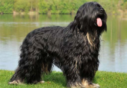 EL PERRO PASTOR PORTUGUÉS