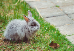 ¿MI CONEJO PUEDE SOBREVIVIR EN UN BOSQUE O PARQUE?