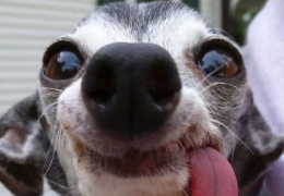 MI PERRO NO TIENE DIENTES, ¿QUÉ PUEDO HACER?