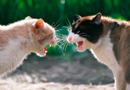 PELEAS DE GATOS