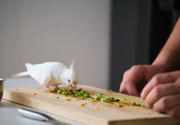 VERDURAS RECOMENDADAS Y PROHIBIDAS EN LAS AVES