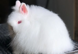 EL CONEJO JERSEY WOOLY