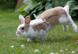 ¿POR QUÉ MI CONEJO ME ORINA?