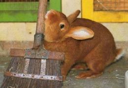 ¿POR QUÉ MI CONEJO SE FROTA CONTRA TODO?