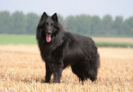 EL PASTOR BELGA GROENENDAEL