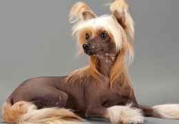 EL GEN SIN PELO EN LOS PERROS