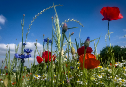 ¿PUEDO DAR A MI CONEJO HIERBAS O FLORES RECOGIDAS DEL CAMPO?