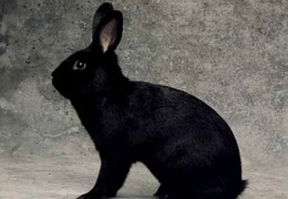 EL CONEJO ALASKA