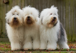 EL BOBTAIL