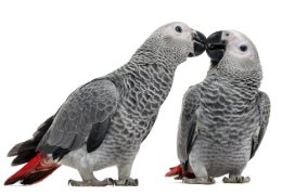 LAS AVES, ¿MEJOR SOLAS O EN PAREJA?