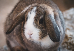 ¿EXISTE EL CONEJO "BELIER LOP"?