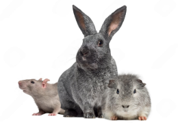 ¿QUÉ DIFERENCIA A UN LAGOMORFO DE UN ROEDOR?