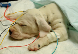 EL TEST BAER