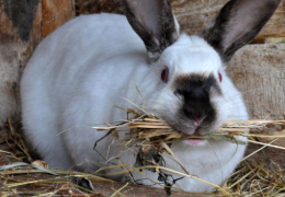 MI CONEJA VA A SER MADRE, ¿QUÉ DEBO HACER?