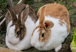 ¿MI CONEJO DEBE TENER UN COMPAÑERO?