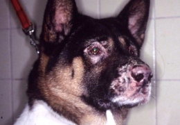EL SÍNDROME UVEODERMATOLÓGICO CANINO