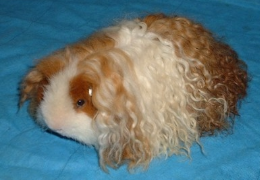 LA COBAYA TEXEL