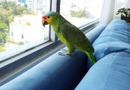 TRES INDICADORES DE SALUD EN LAS AVES
