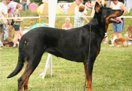 EL BEAUCERON