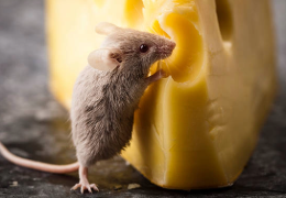 ¿LOS RATONES COMEN QUESO?