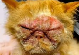 LA DERMATITIS FACIAL EN LOS GATOS PERSA E HIMALAYA