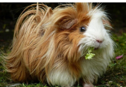 LA COBAYA SHEBA
