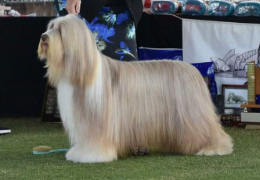 EL BEARDED COLLIE